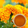 Marigold Oleoresin