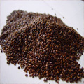 Organic Seabuckthorn Seeds