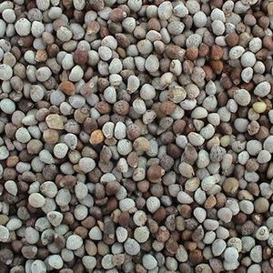 Purple Perilla Oil