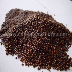 Organic Seabuckthorn Seeds